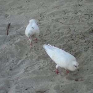 Meet your Posher, Alan